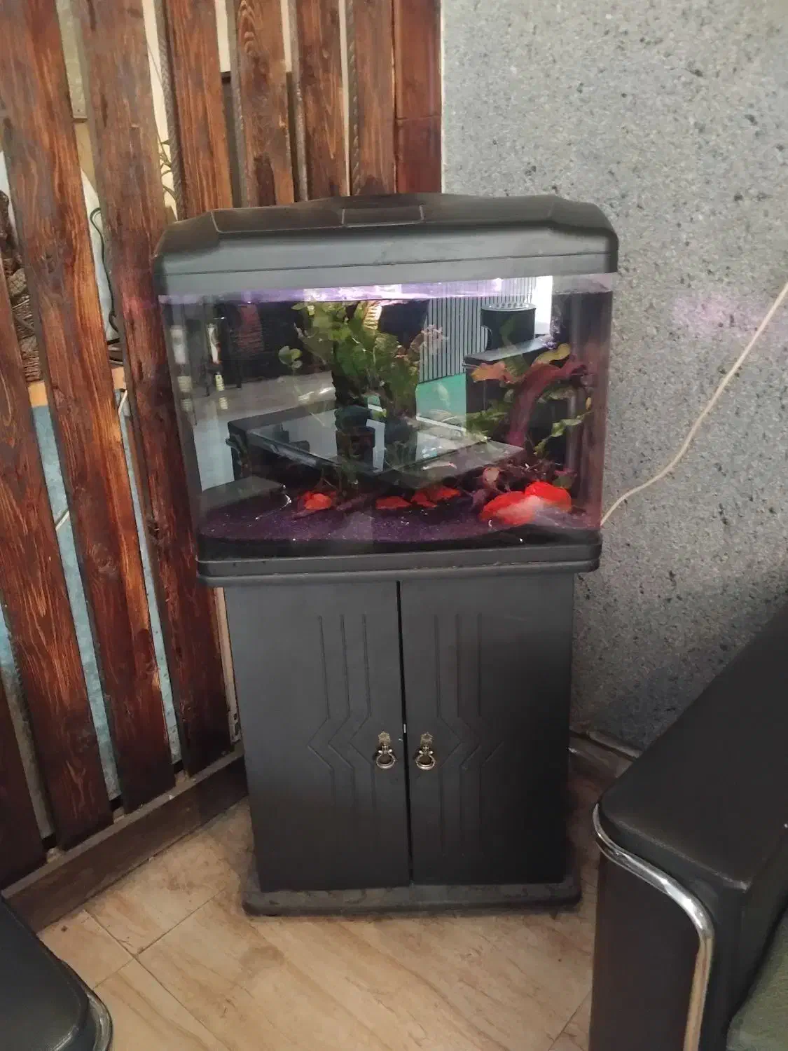 آکواریوم|ماهی|قم, الوندیه و گذر صادق|دیوار