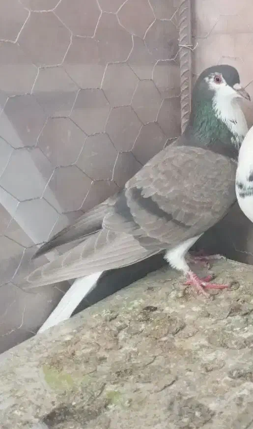 کبوتر کوهبنان|پرنده|کوهبنان, |دیوار