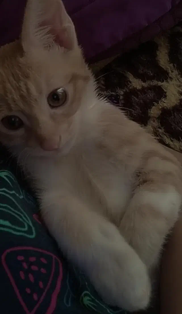 گربه نر|گربه|گرگان, |دیوار