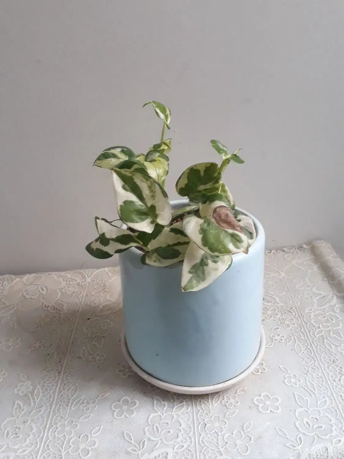 گل و گیاه|گل و گیاه طبیعی|تهران, فدک|دیوار