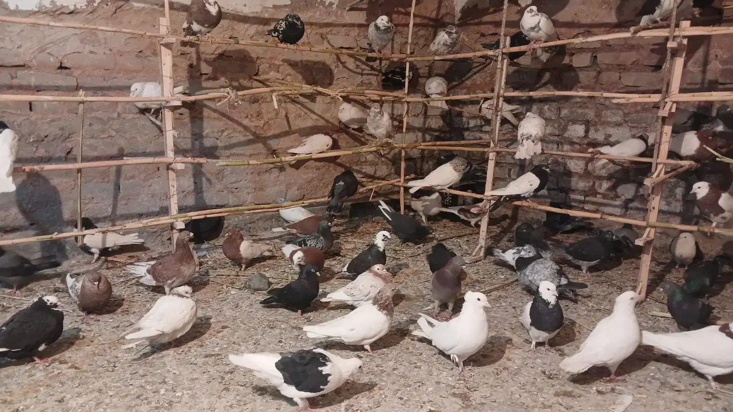 پرندن|پرنده|بم, |دیوار