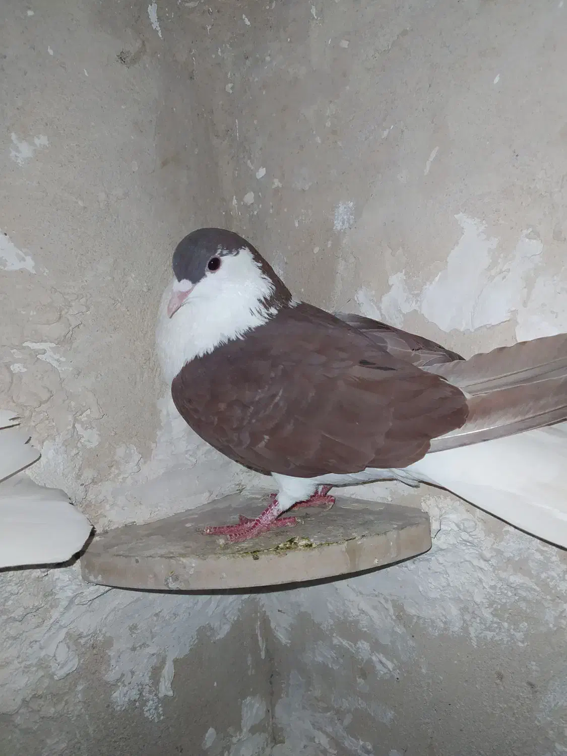 کبوتر نر|پرنده|خرم‌آباد, |دیوار