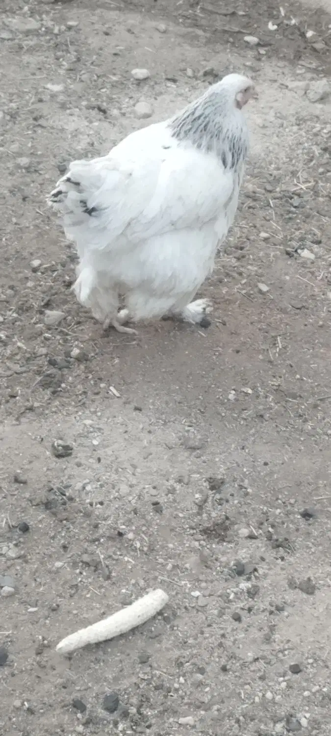 مرغ برهما معاوضه با بوقلمون وکبوتر|حیوانات مزرعه|بوکان, |دیوار