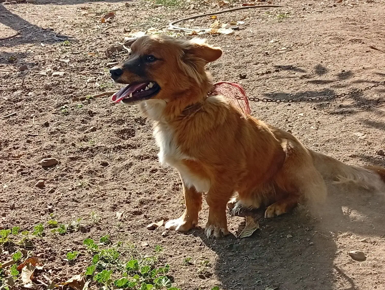 سگ پاکوتاه|سگ|قزوین, |دیوار