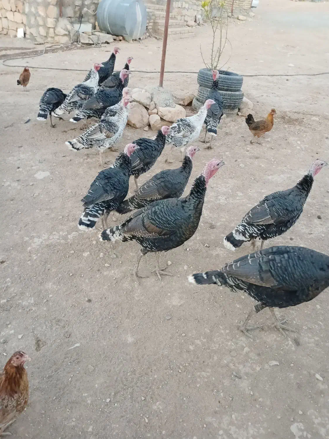 بوقلمون نروماده جفتی ۳ملیون وپانصد|حیوانات مزرعه|کوهدشت, |دیوار