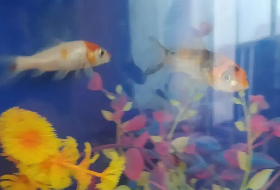 فروش ماهی|ماهی|فسا, |دیوار