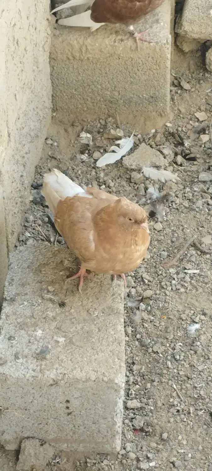 کبوترپرشی|پرنده|انبارآلوم, |دیوار