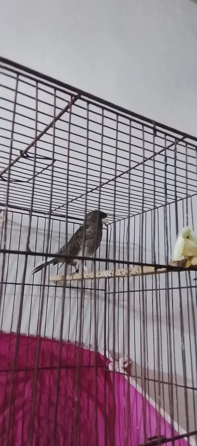 قناری|پرنده|بندرعباس, |دیوار