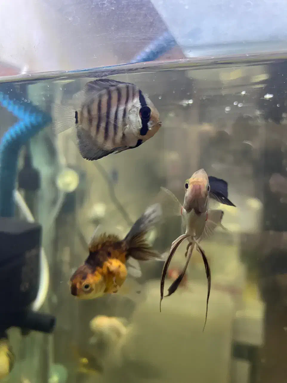 ماهی آکواریوم دمشمشیری سوارتل و دیسکس|ماهی|قم, شهرک امام حسین|دیوار