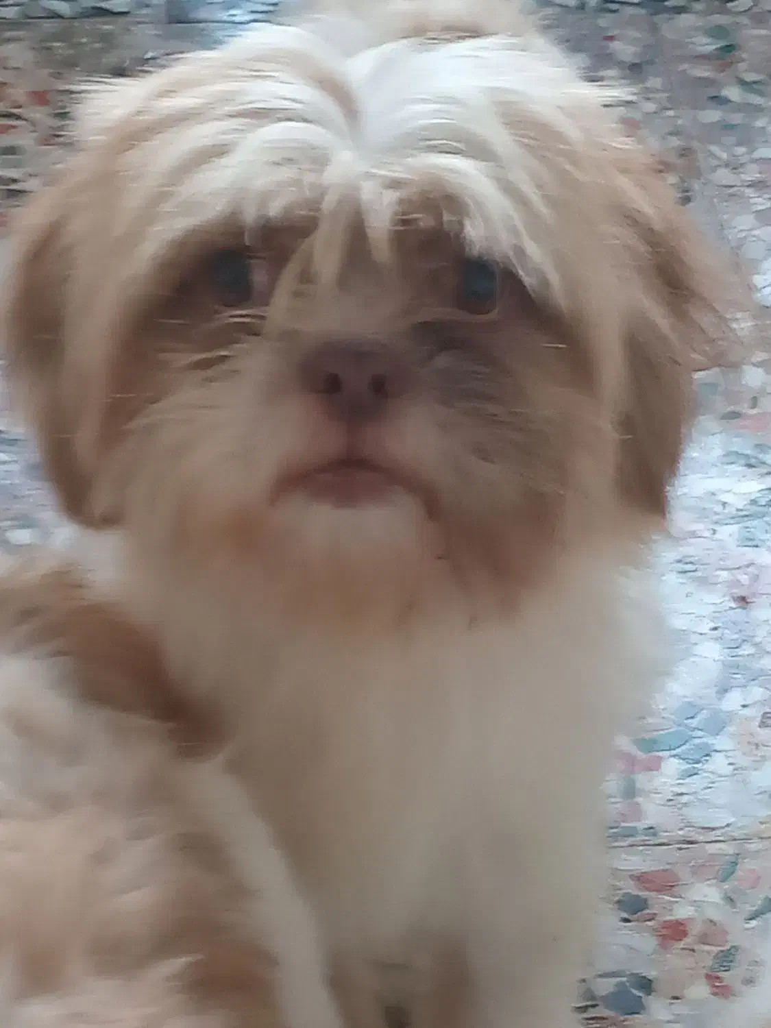 سگ شیتزوپیکینوا|سگ|بندر انزلی, ساحل قو|دیوار