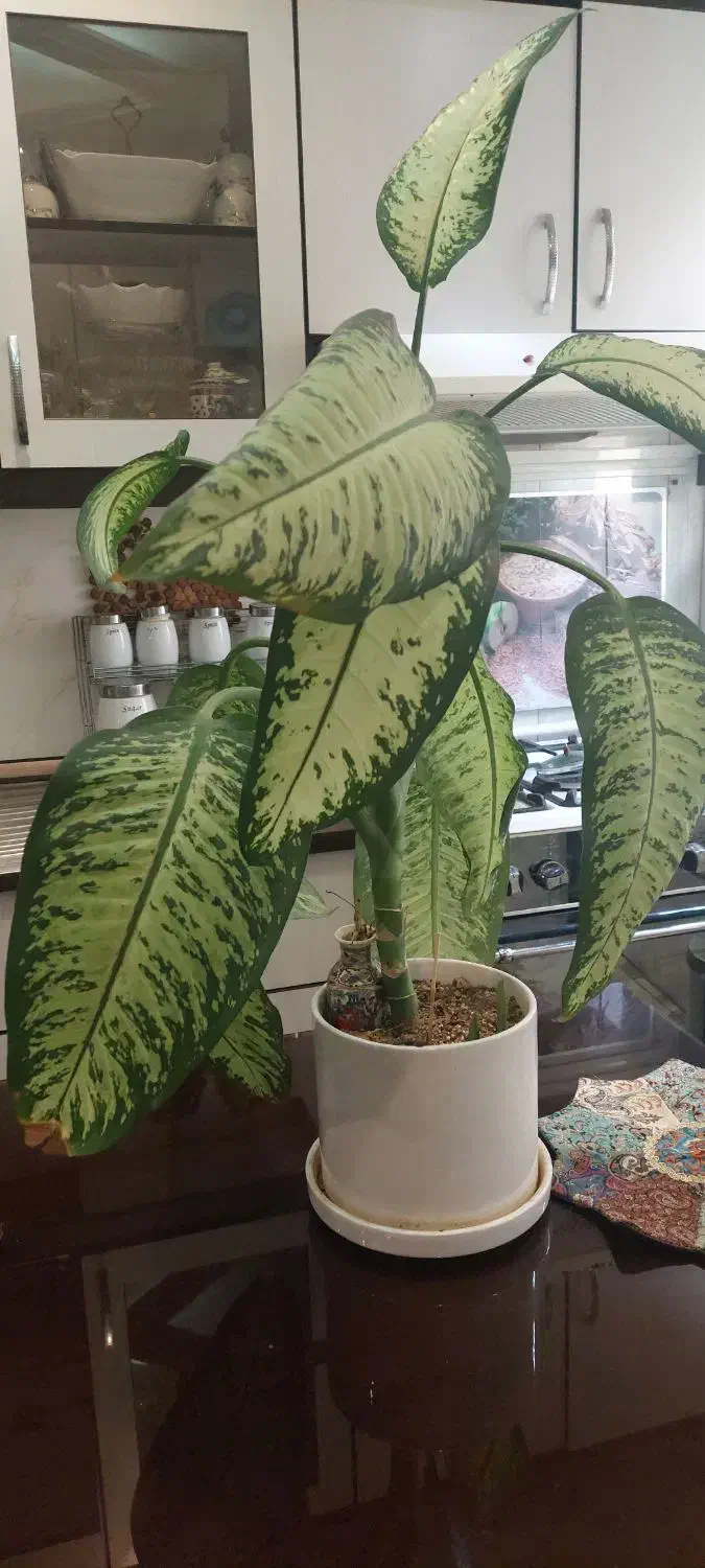 گل دیفن باخیا|گل و گیاه طبیعی|تهران, افسریه جنوبی|دیوار