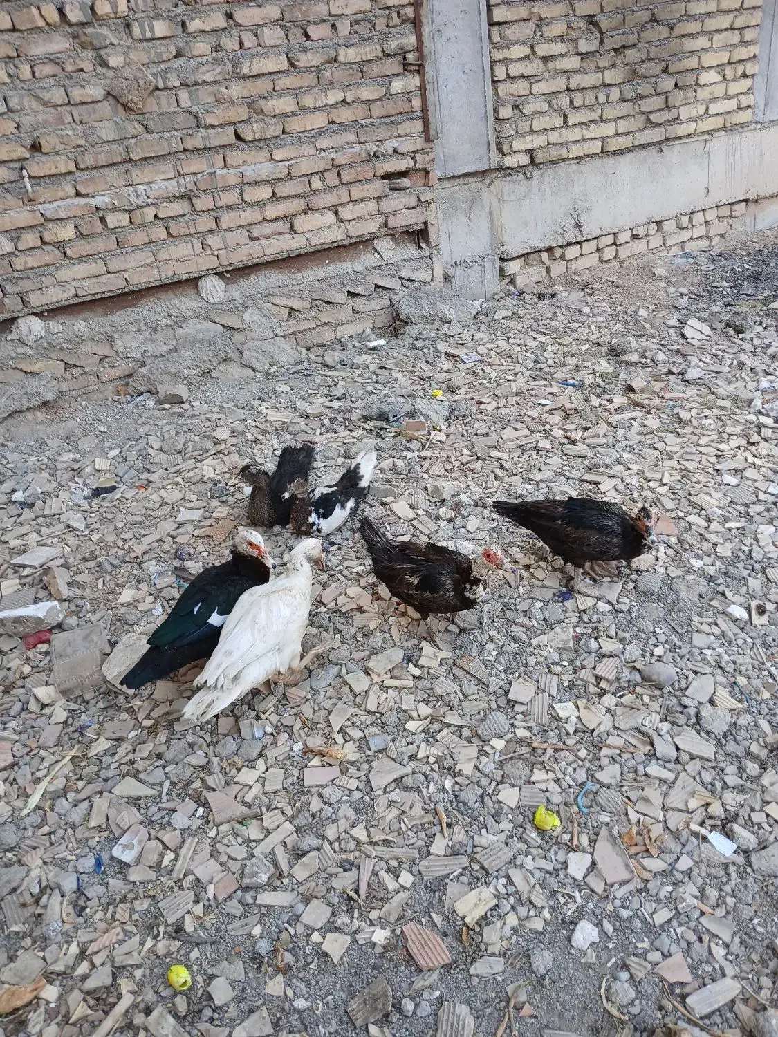 اردک اسرائیلی|حیوانات مزرعه|رباط‌کریم, رباط‌کریم|دیوار
