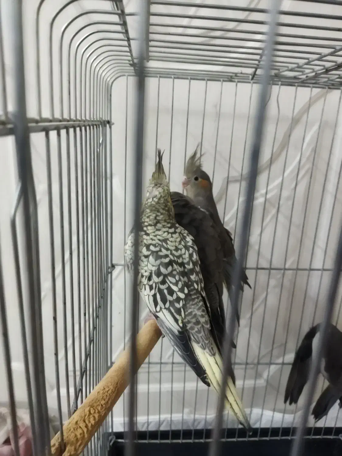 جفت مولد عروس هلندی به همراه 5 تا جوجه|پرنده|باقرشهر, |دیوار