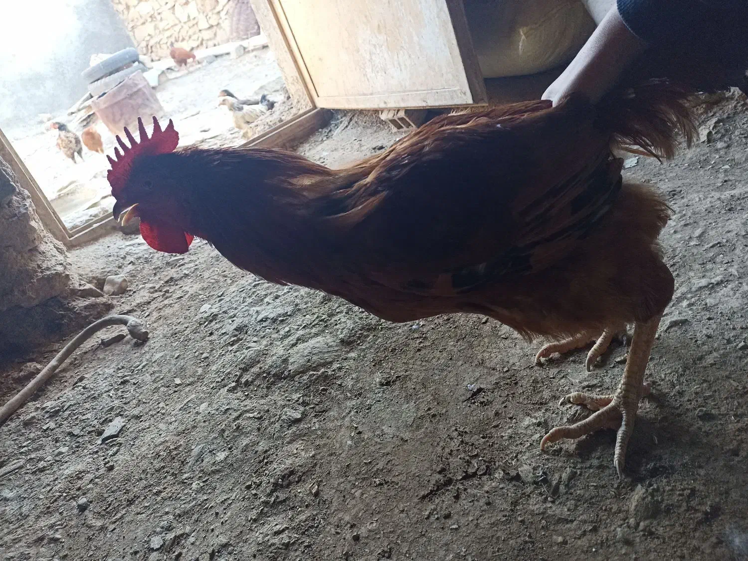 دو عدد خروس کردی خوش قیافه|حیوانات مزرعه|خاو و میرآباد, |دیوار