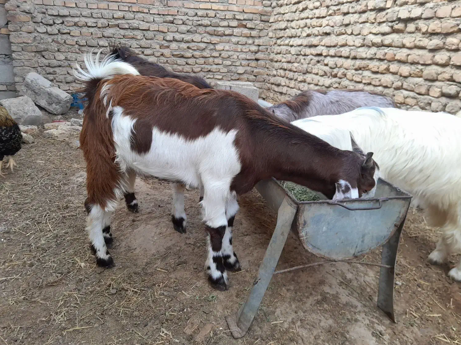 بزغاله نر و ماده|حیوانات مزرعه|گنبد کاووس, |دیوار