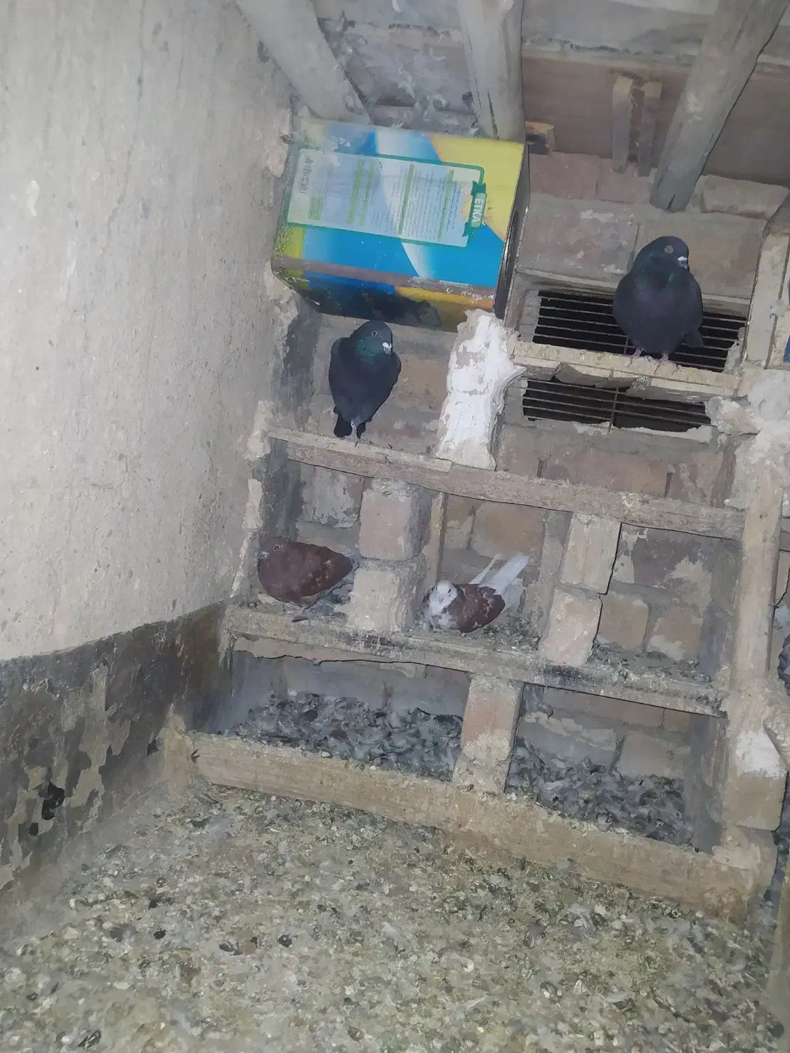 کفتر پلاکی شهرستانی ذاغ|پرنده|ملایر, |دیوار