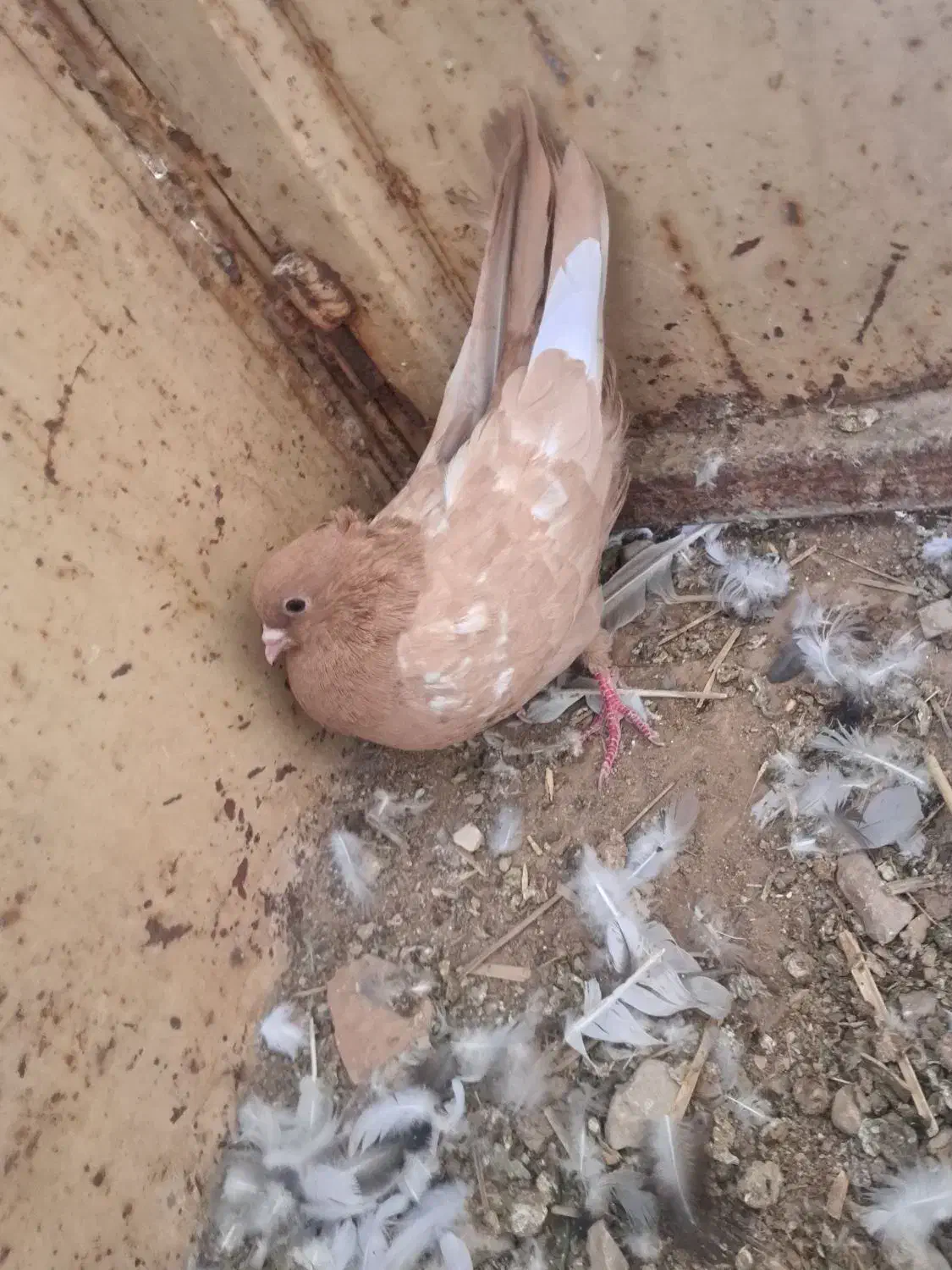 کبوتررنگی|پرنده|داراب, |دیوار