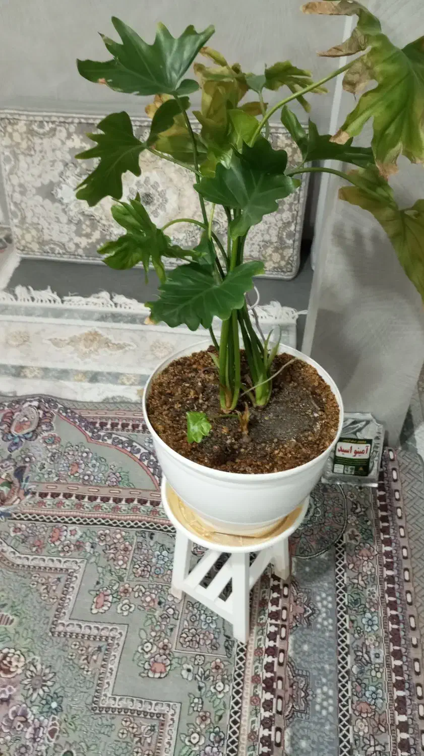 گل و گلدان وپایه|گل و گیاه طبیعی|الوند, |دیوار