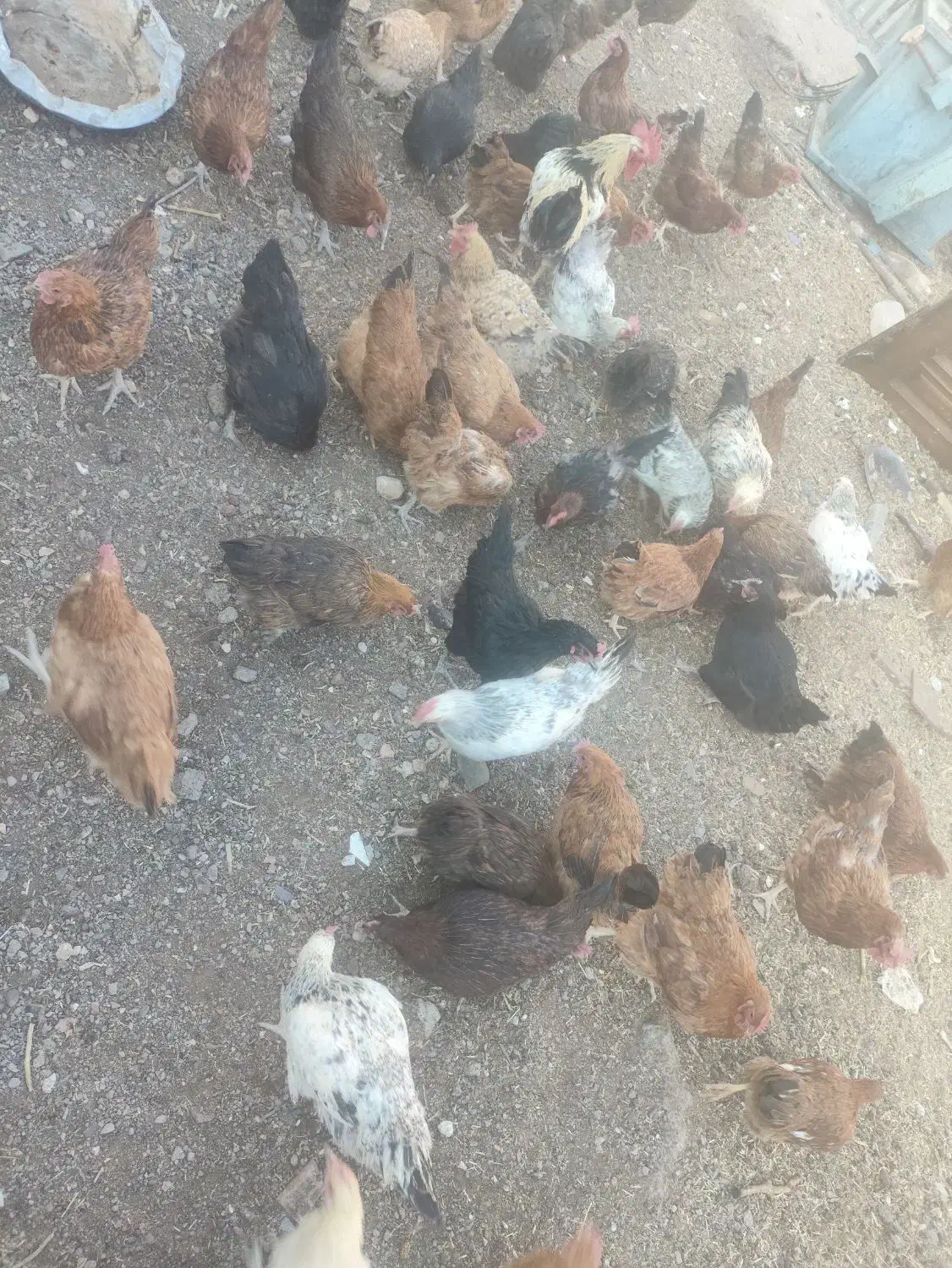 تعداد ۸۰ مرغ محلی تخم گذار|حیوانات مزرعه|بجستان, |دیوار