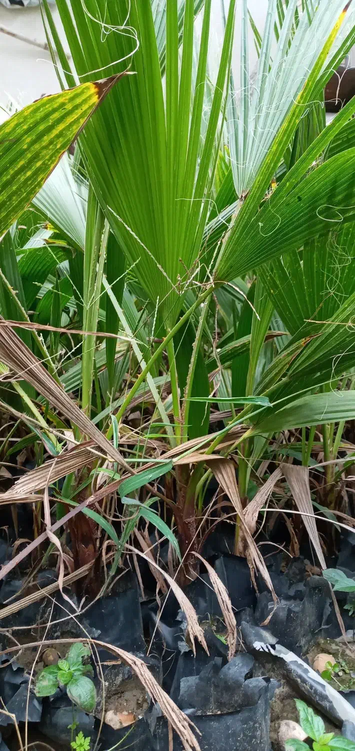 فروش گل|گل و گیاه طبیعی|دماوند, دماوند|دیوار