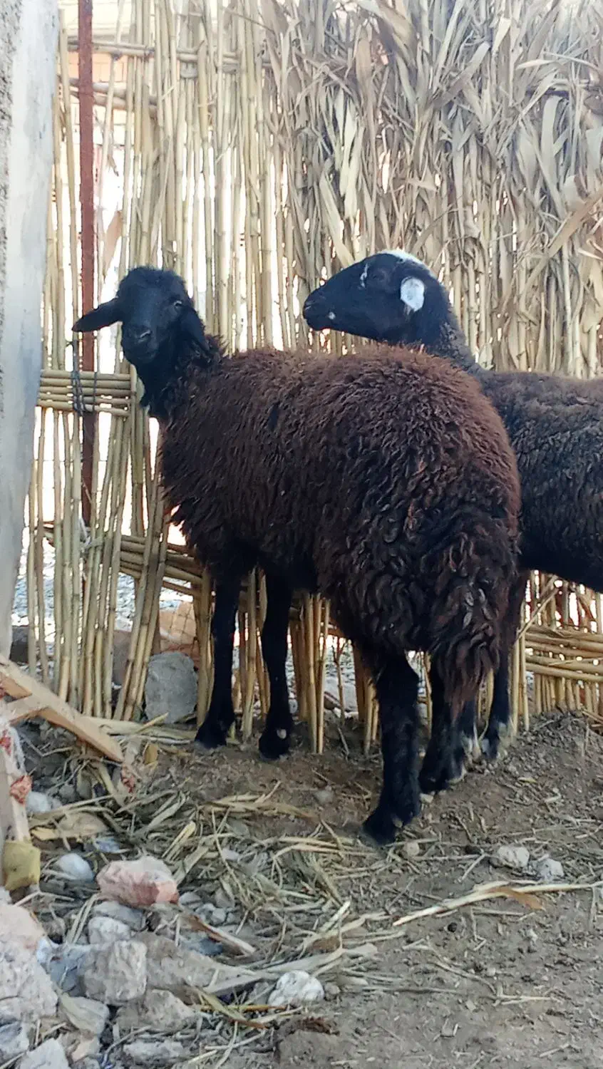 دوراس گوسفند شیشک آبستن سنو شده|حیوانات مزرعه|سیمین شهر, |دیوار