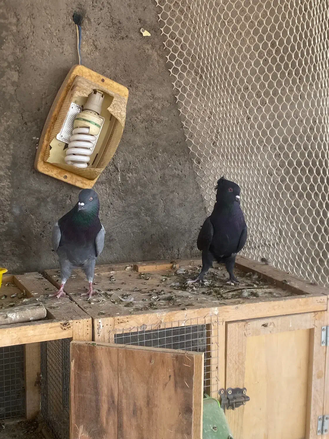 نر اصفهانی|پرنده|برخوار, |دیوار