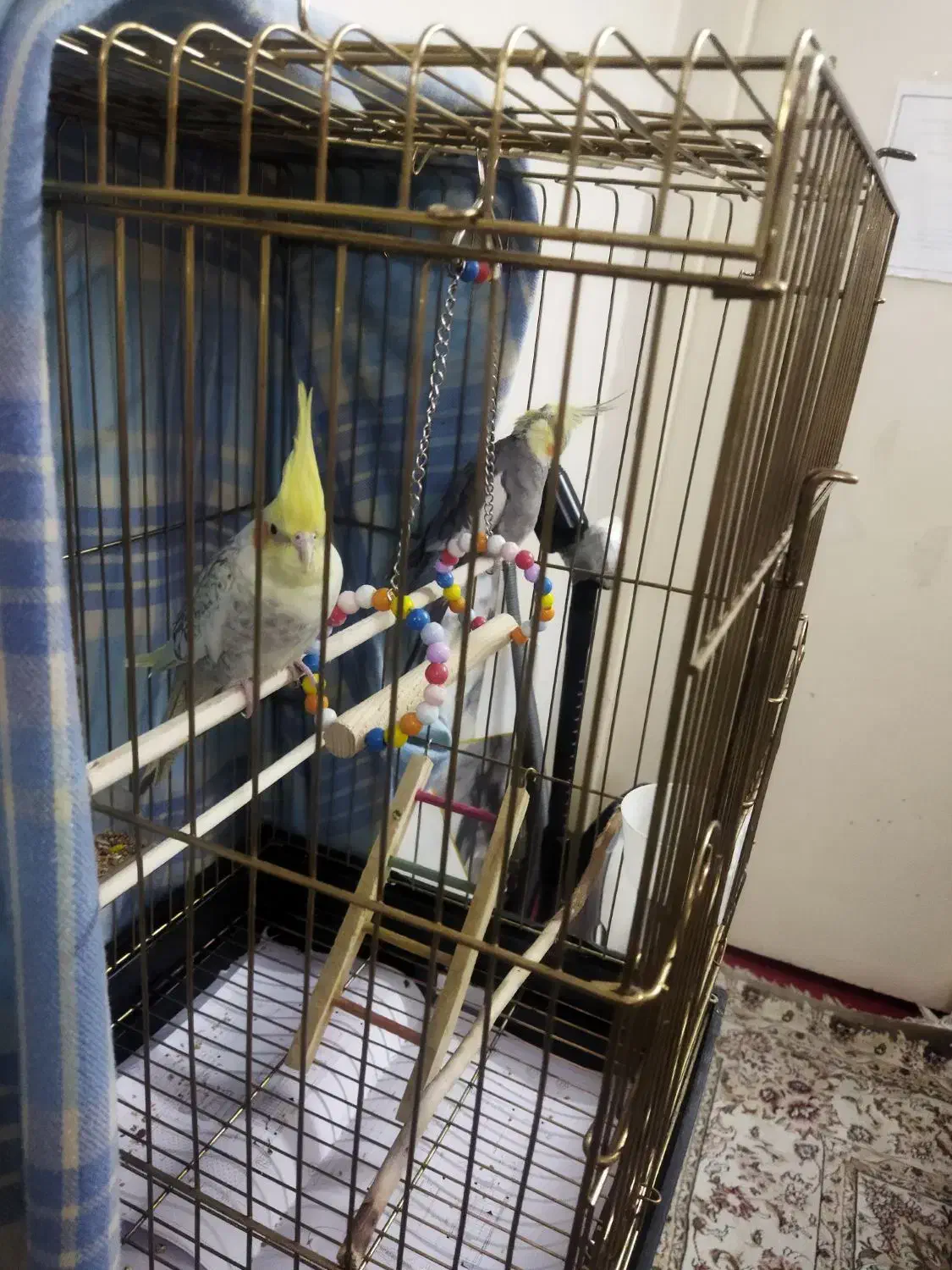 جفت مولد سخنگو عروس هلندی|پرنده|تهران, دولاب|دیوار