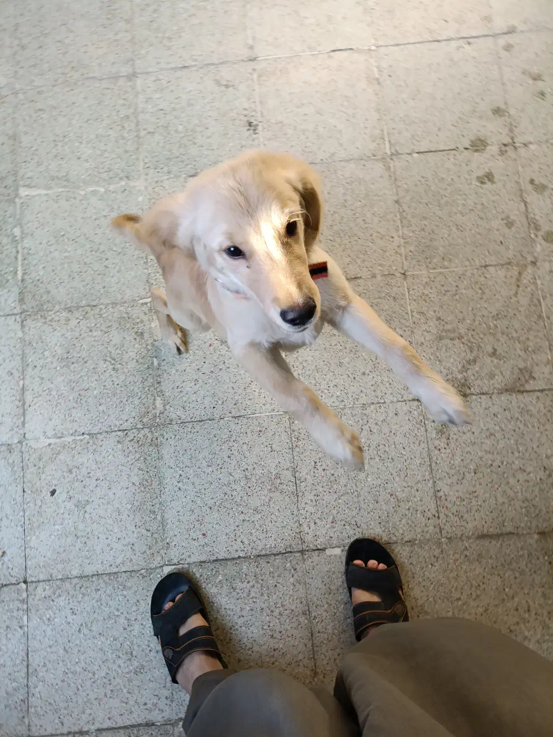 نژاد گلدن رتریور اسکاتلندی|سگ|شوشتر, |دیوار