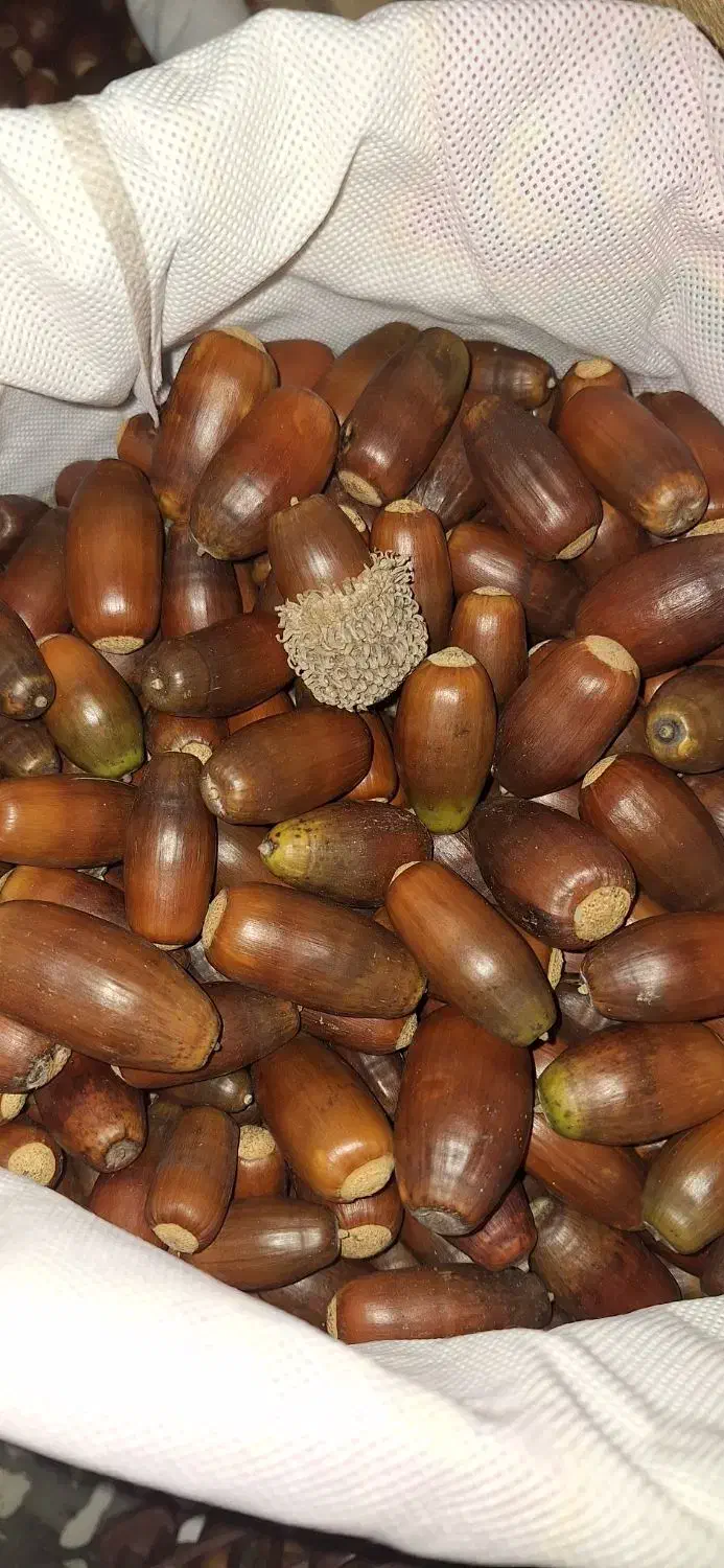 بلوط درجه ۱جنگهای هیرکانی|خوردنی و آشامیدنی|رشت, قاسمیه|دیوار