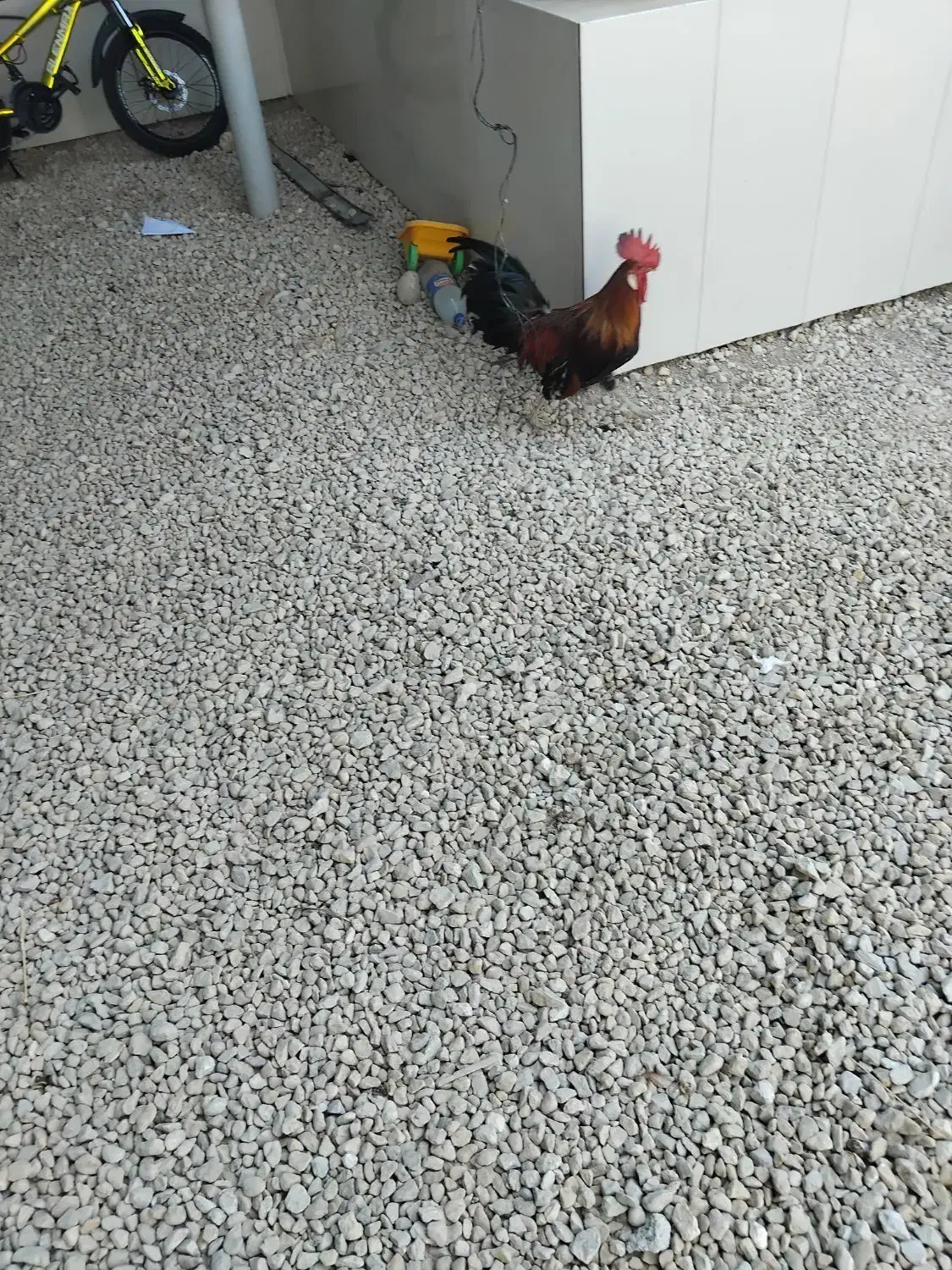 فروش مرغ و خروس محلی|حیوانات مزرعه|بندر دیر, |دیوار