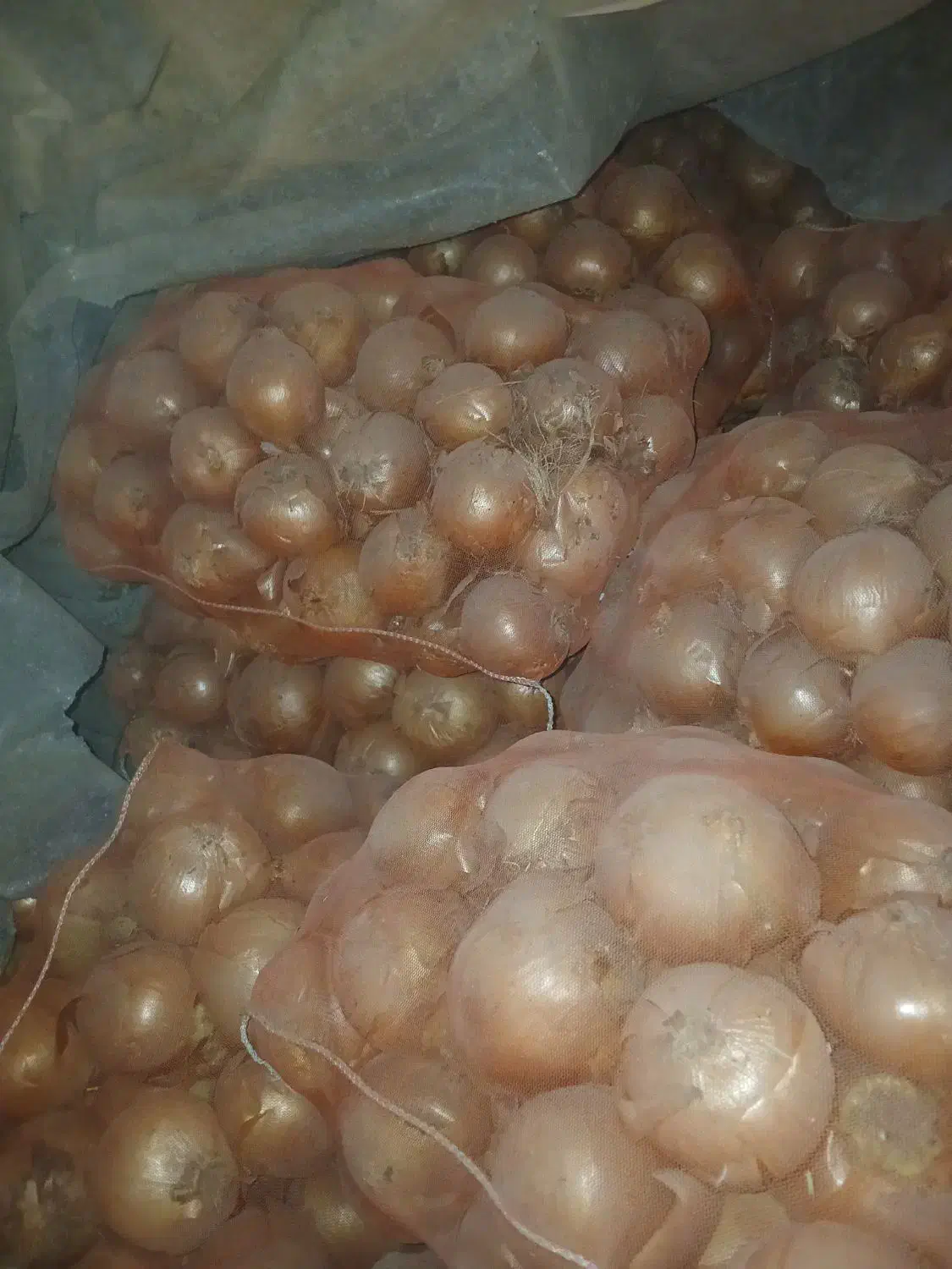 پیاز|خوردنی و آشامیدنی|شیراز, لب آب|دیوار