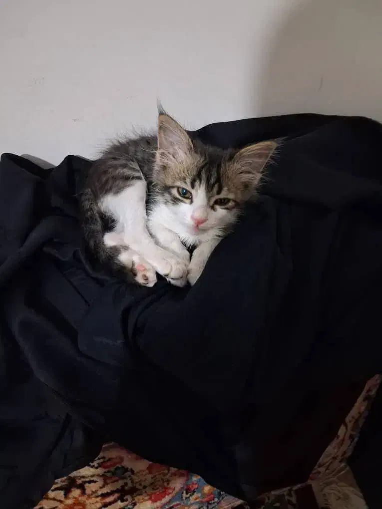 بچه گربه|حیوانات|کرمان, |دیوار