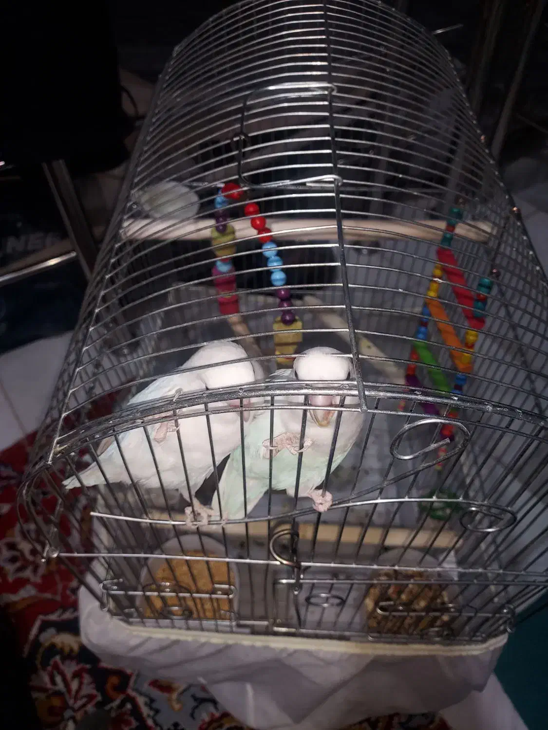 طوطی برزیلی نژاد مارال|پرنده|قروه, |دیوار