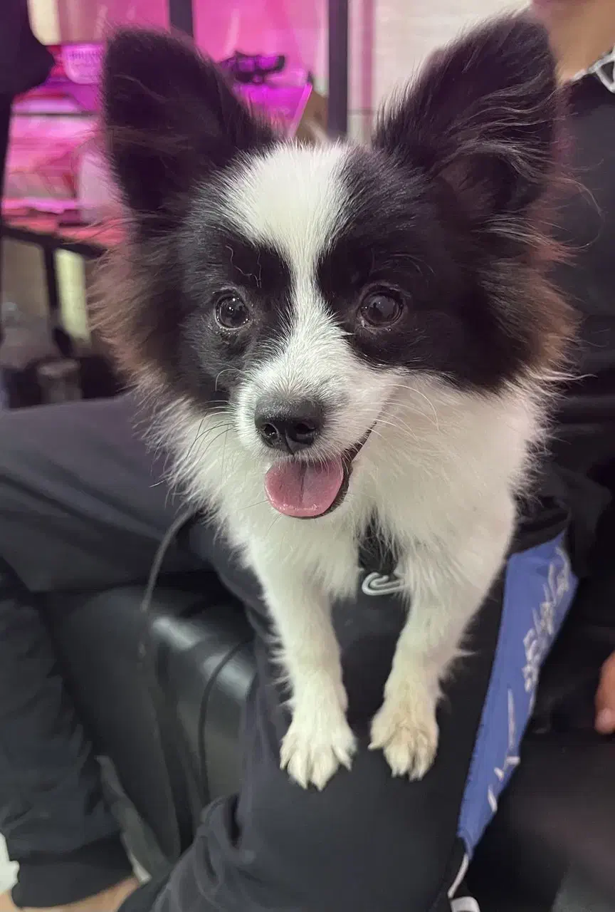 سگ واگذاری|سگ|اسلامشهر, شهرک امام حسین (میان آباد)|دیوار