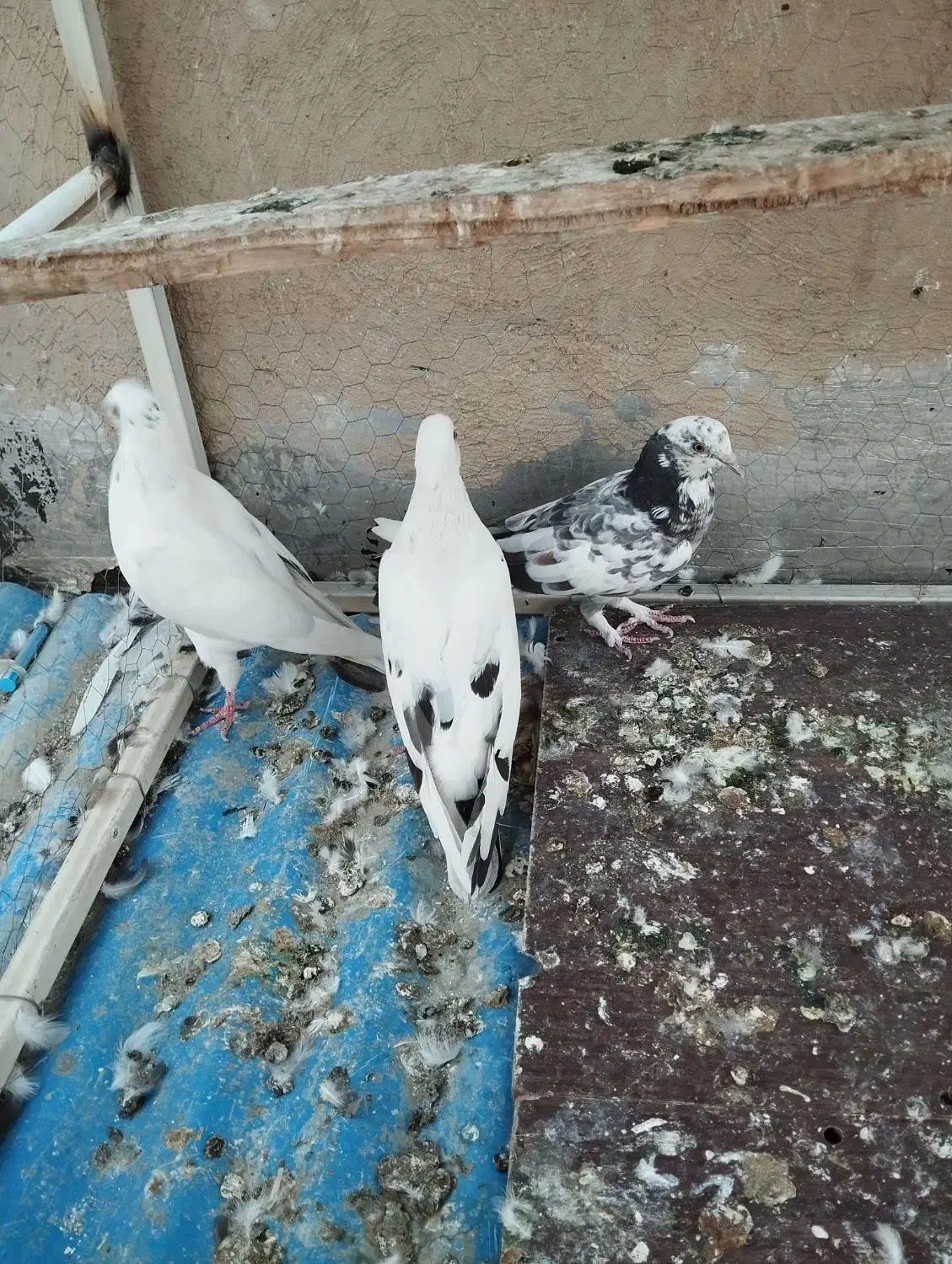 کفتر پر شی|پرنده|کرج, المهدی|دیوار