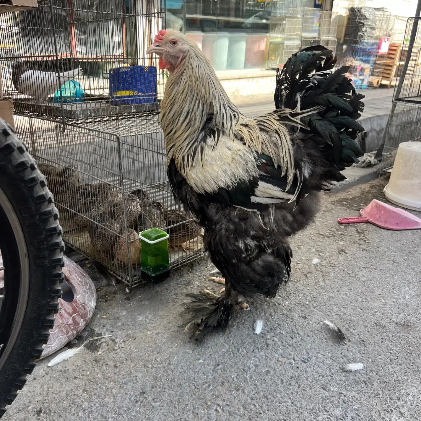 خروس زینتی|حیوانات مزرعه|اسلامشهر, شهرک انبیا|دیوار