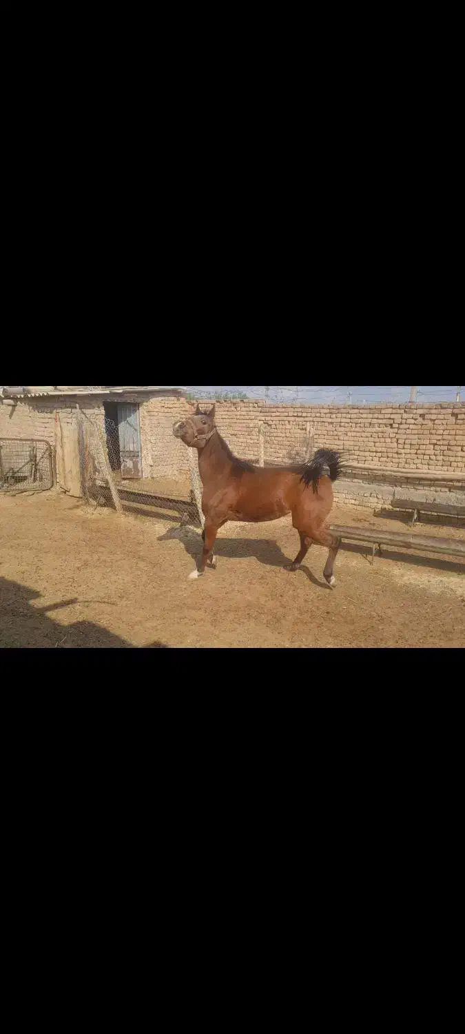 اسب عرب معاوضه با همه چی|اسب و تجهیزات اسب‌سواری|ساوه, |دیوار