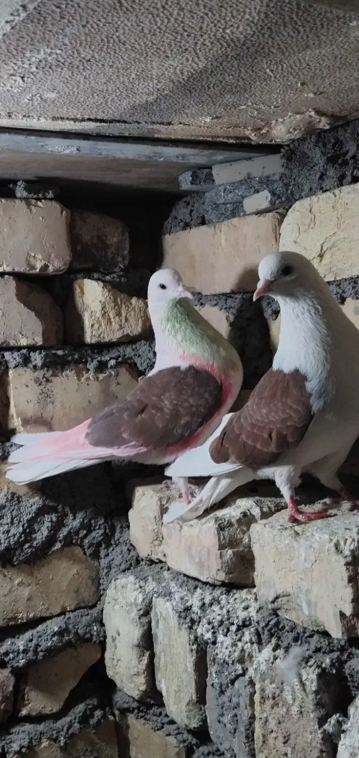 ی جفت نرو ماده پشدار قرمز|پرنده|معصومیه, |دیوار