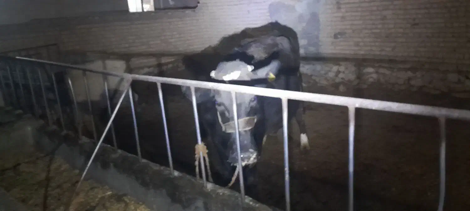 گاو|حیوانات مزرعه|گلپایگان, |دیوار