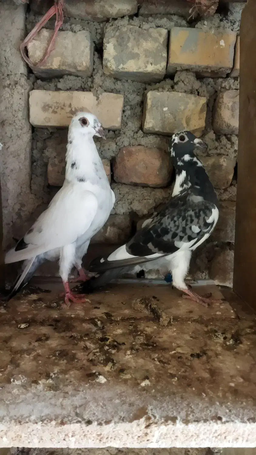 کبوتر آلمانی جوانه|پرنده|آزادشهر, |دیوار