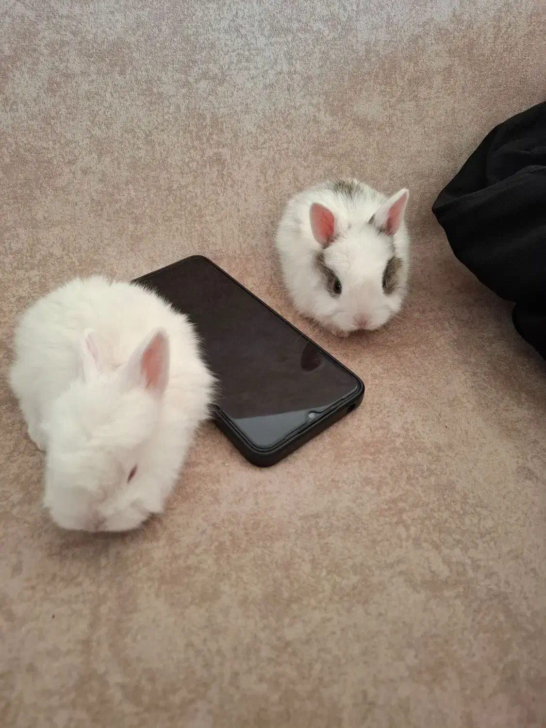 خرگوش|موش و خرگوش|قیدار, |دیوار