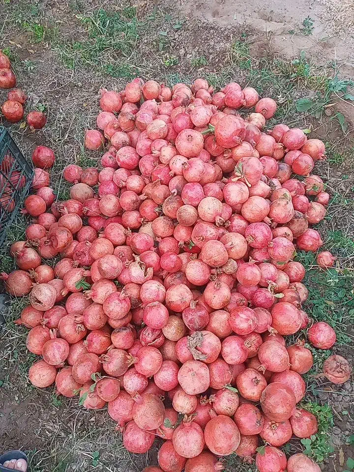 انار ربی|خوردنی و آشامیدنی|کاشان, دشت لتحر|دیوار