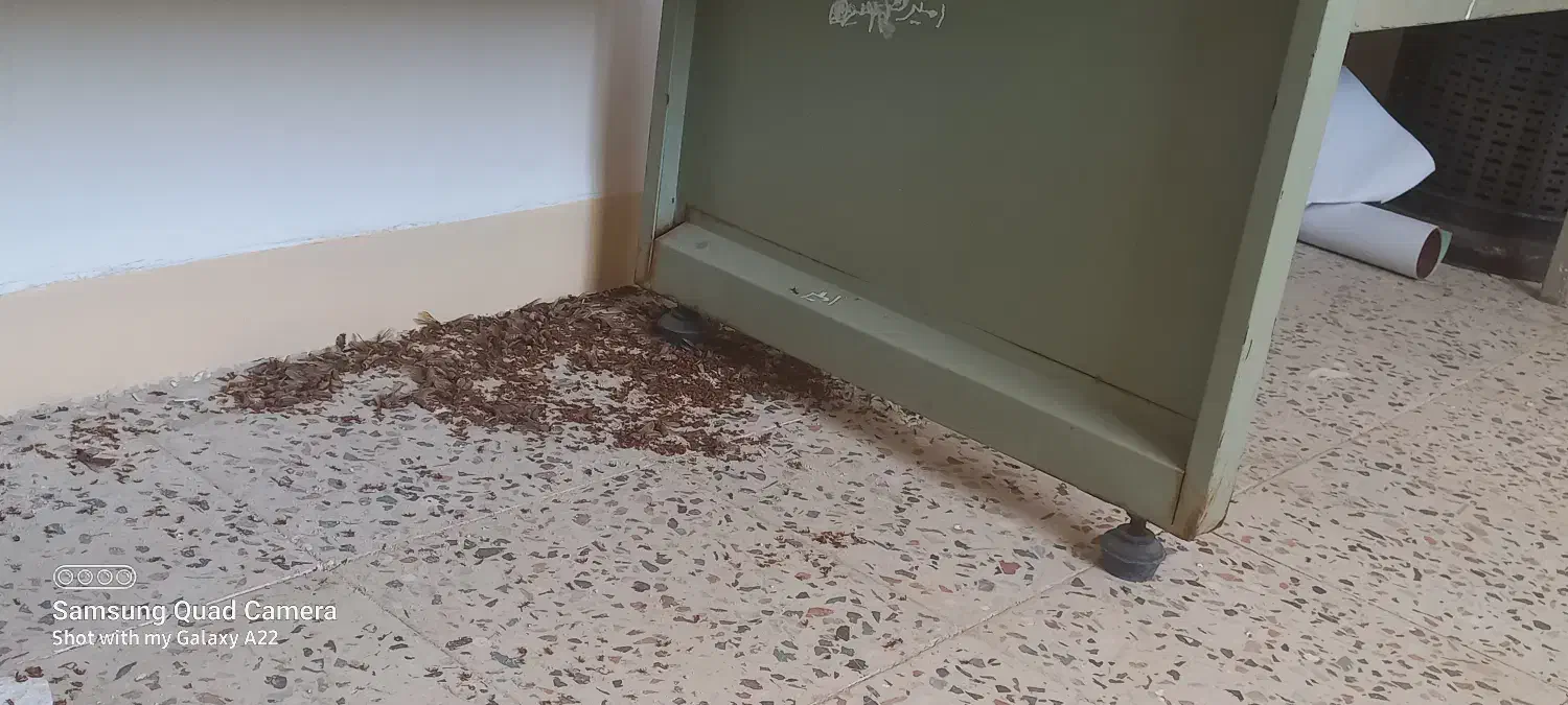 شرکت مبارزه با حشرات و ناقلین سلامت اندیشان طرهان|خدمات نظافت|کوهدشت, |دیوار