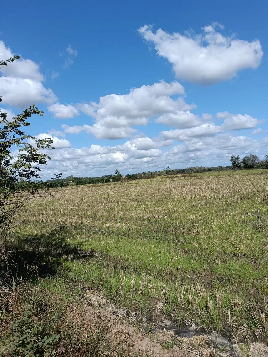 5 هزار متر زمین شالیزار/مکانیزه در لفمجان|فروش دفتر صنعتی، کشاورزی، تجاری|لاهیجان, لفمجان|دیوار
