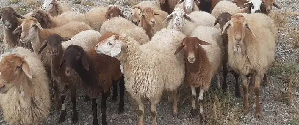 بز جوان آبستن ۲۰ راس|حیوانات مزرعه|اهر, |دیوار