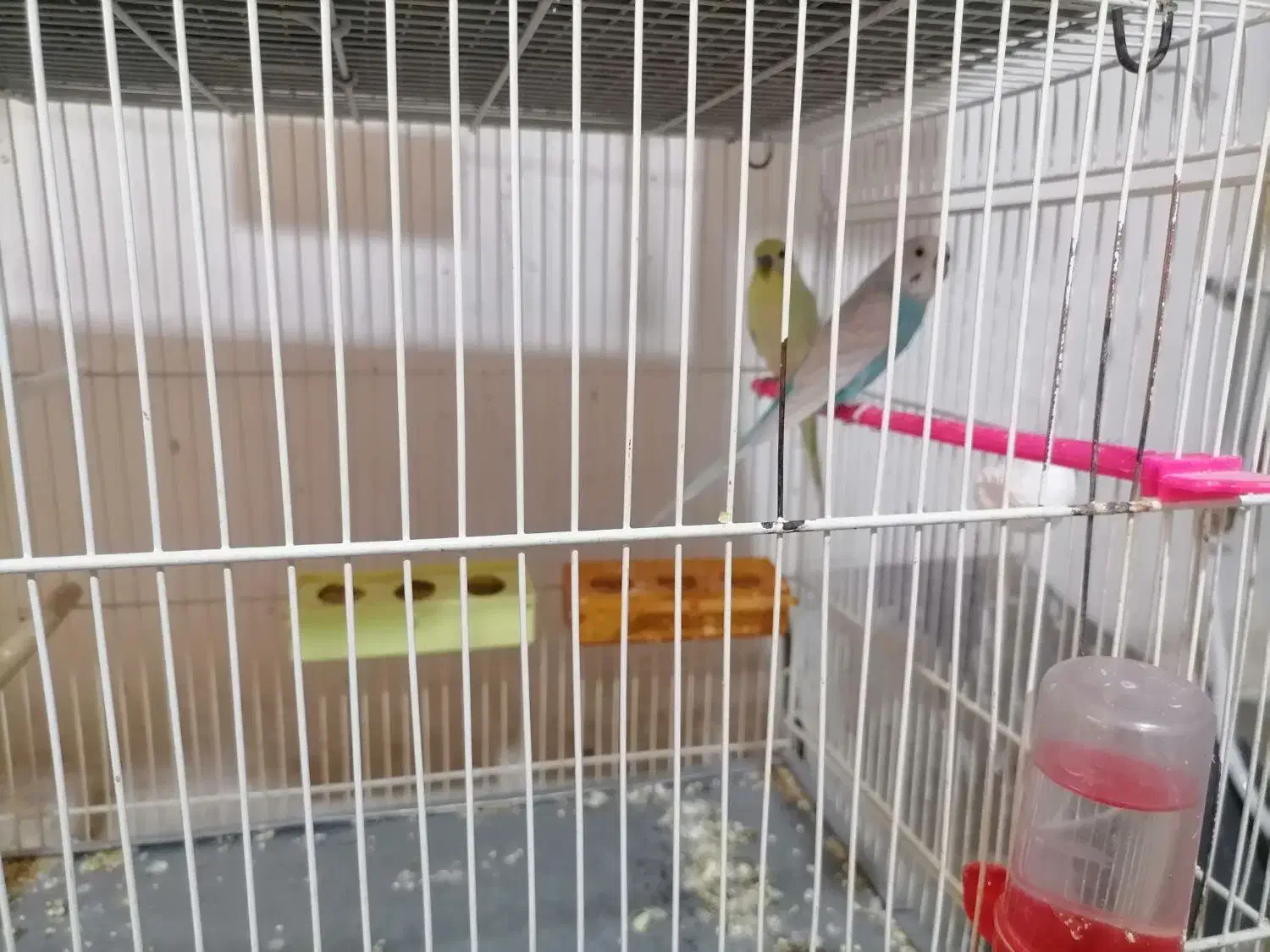 مرغ عشق کارداده|پرنده|تربتحیدریه, قائم|دیوار