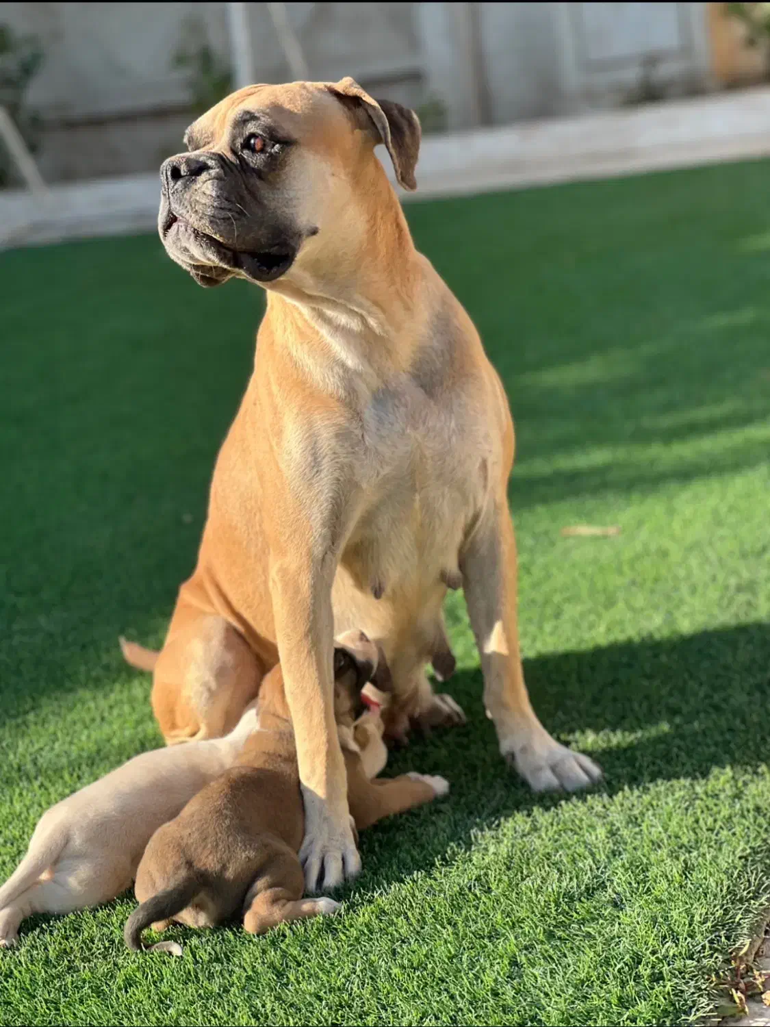 فروش سگ اصیرباکسر|سگ|پاکدشت, پاکدشت (مامازند)|دیوار