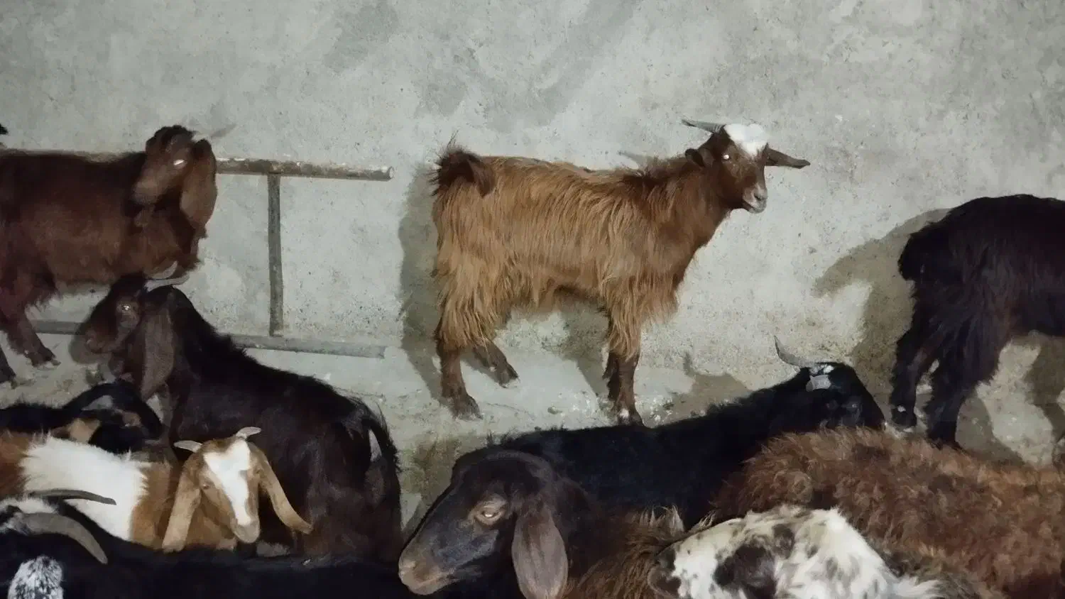 بی نژدی دونه 5|حیوانات مزرعه|دورود, |دیوار