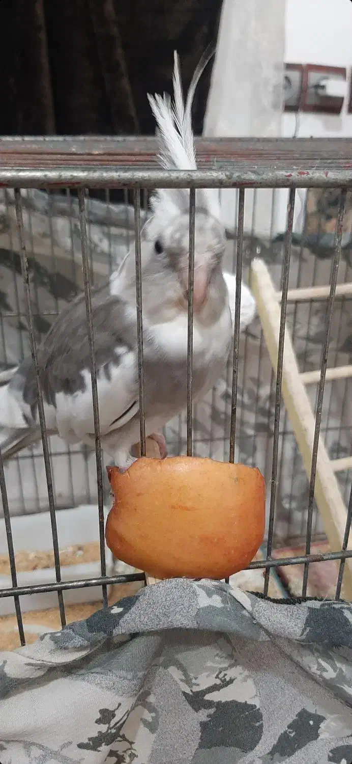 فروش عروس هلندی|پرنده|نقده, |دیوار