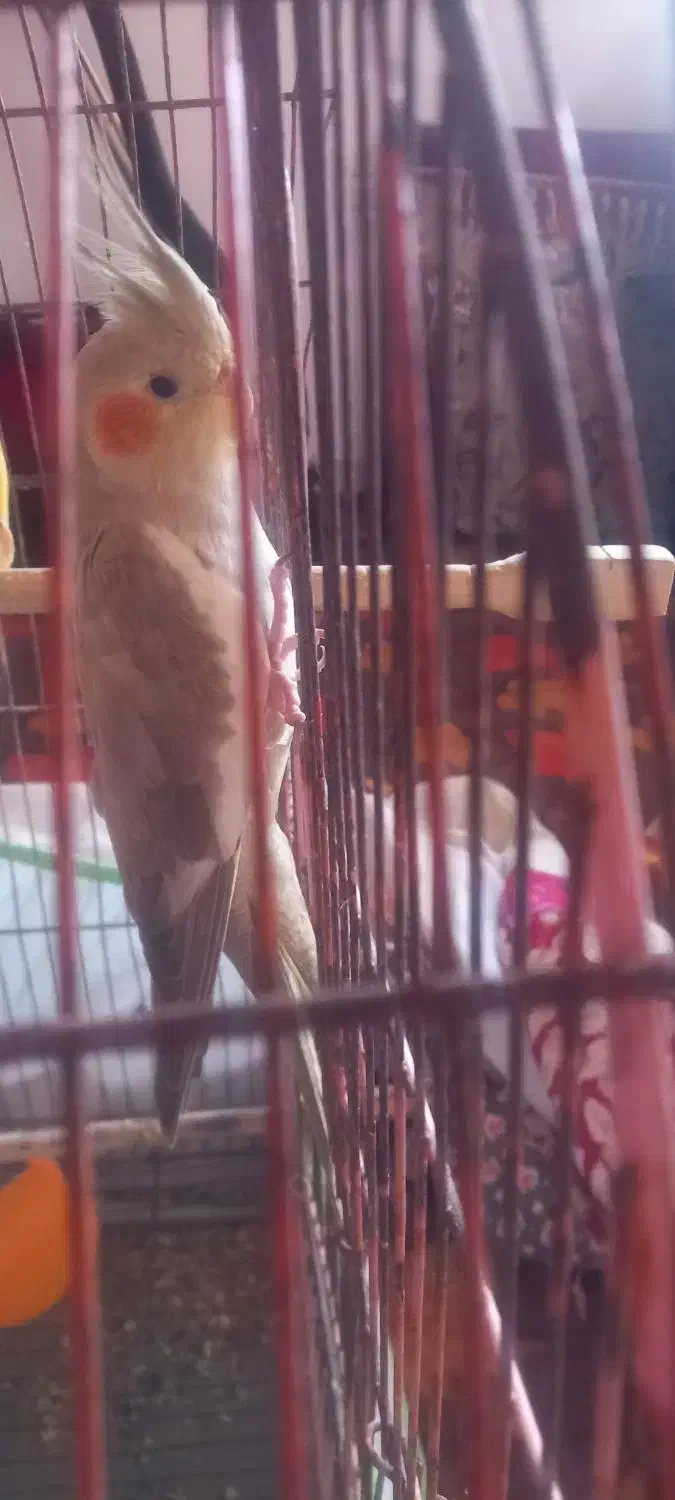 عروس هلندی|پرنده|کتالم و سادات شهر, |دیوار